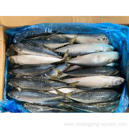 Frozen Pacific Mackerel 150-200g 60-80Pcs Fish
